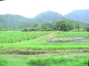 farming on Kauai